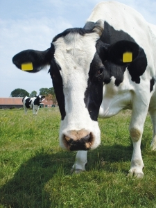 JOSERA Rind auf der Weide stehend