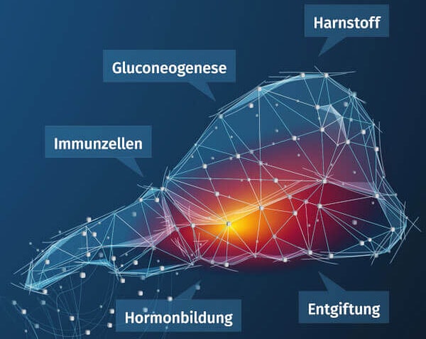 JOSERA Grafik zeigt Funktionen der Leber