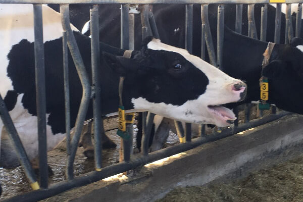 JOSERA Rind im Fressständer mit Hitzestress Symptomen