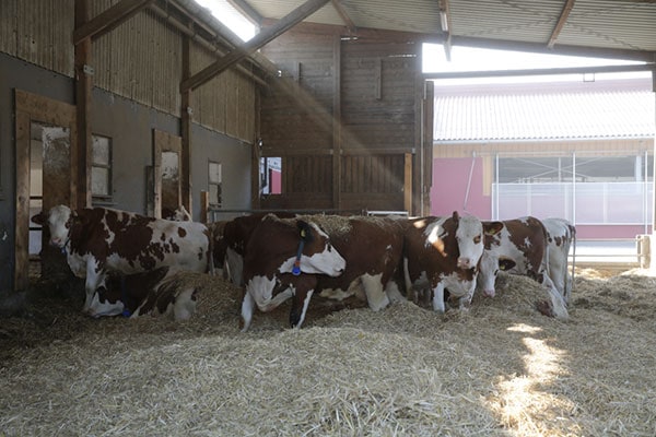 Die Kühe im Blick - ein Beitrag zu mehr Tierwohl und Betriebserfolg!