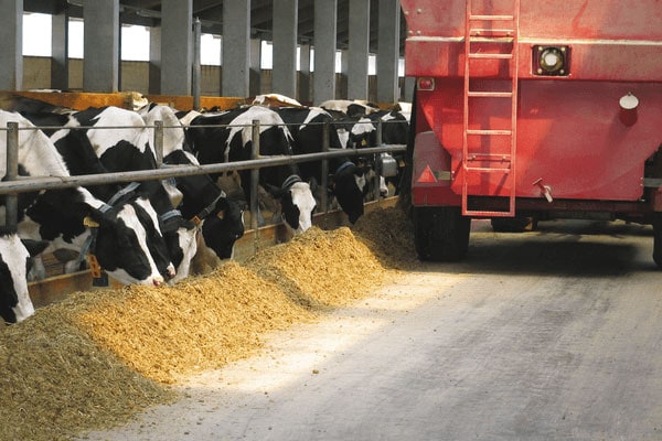 JOSERA Rinder im Stall während der Fütterung, Sicht auf Mischwagen