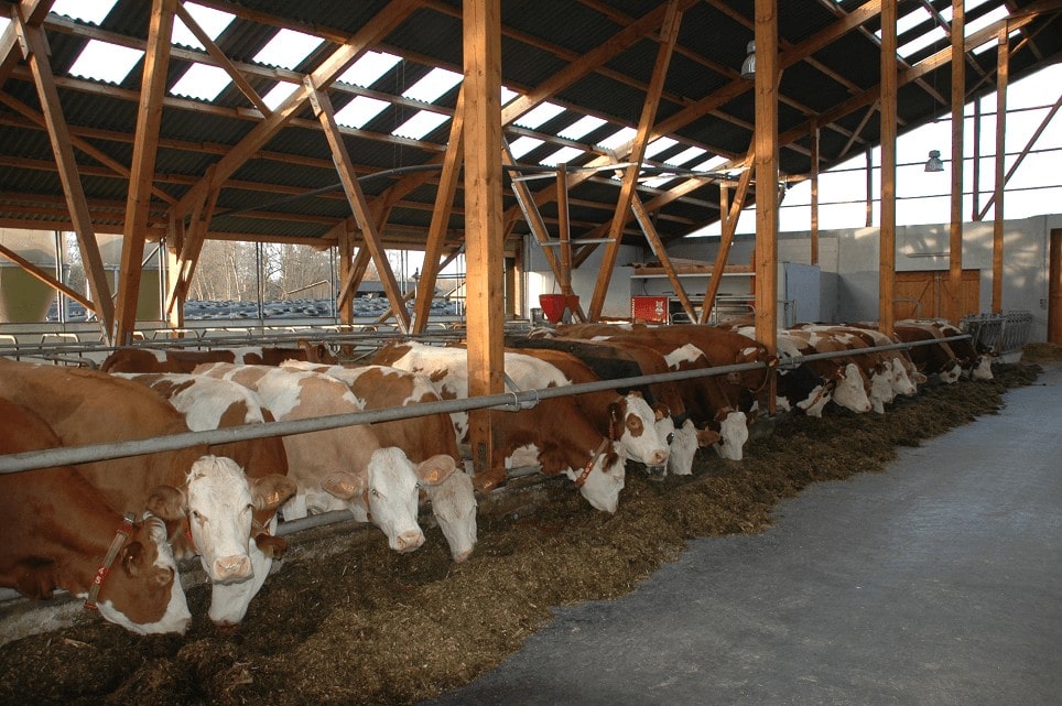 JOSERA Kühe im Stall am Futtertisch