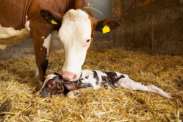 Kuh schleckt ihr neugeborenes Kalb